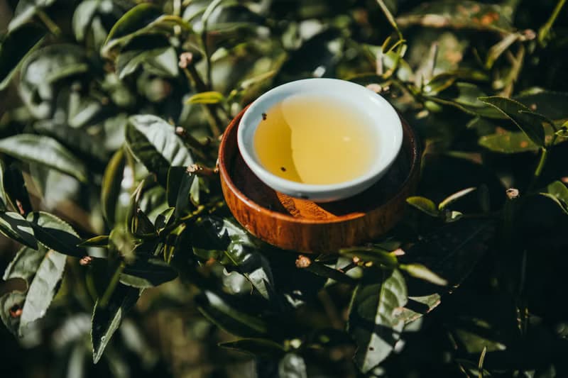 【自然農法茶葉】落霞烏龍 清甜奶香 手採無農藥無化肥