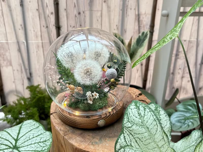 蒲公英之盅  夜燈 夢幻蒲公英 畢業禮物 新居 謝師禮
