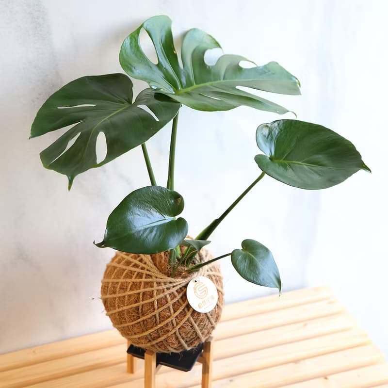 PD39龜背芋大苔球 / 室內植物 開幕送禮 開幕植栽 新年植栽