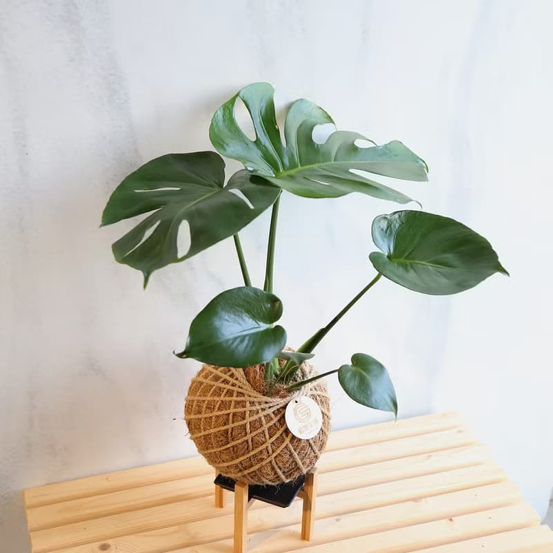 PD39龜背芋大苔球 / 室內植物 開幕送禮 開幕植栽 新年植栽