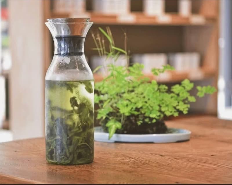 明前金萱 春茶 清香型