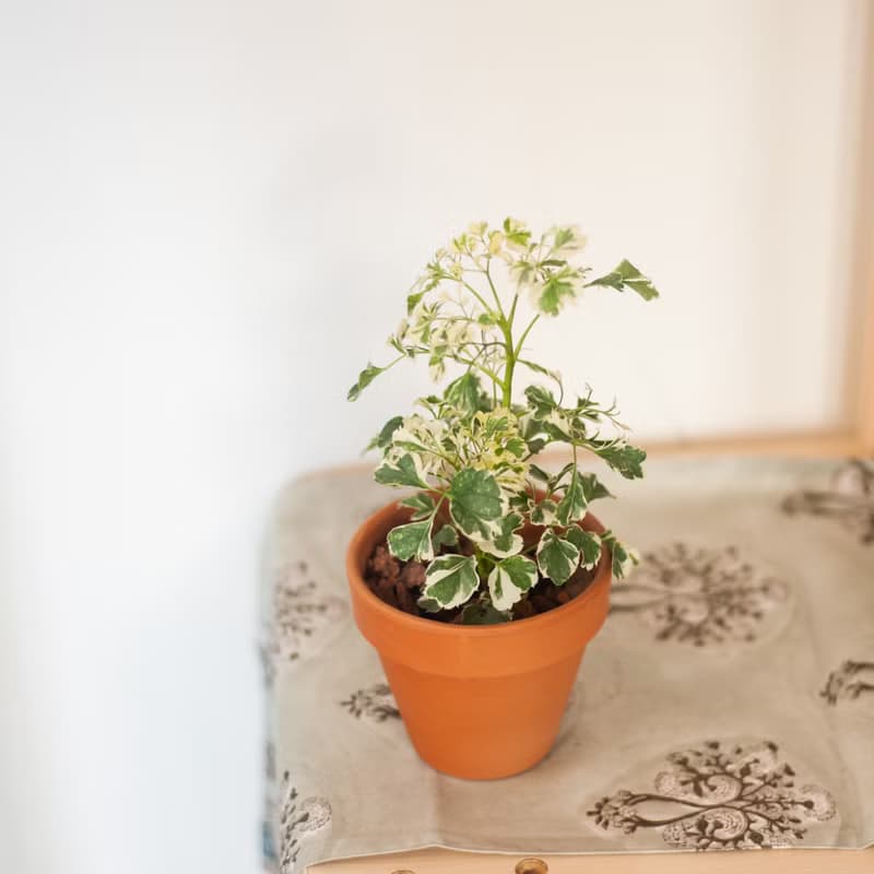 【辦公招財小盆栽】雪花福祿桐 | 新手植栽 | 辦公室盆栽