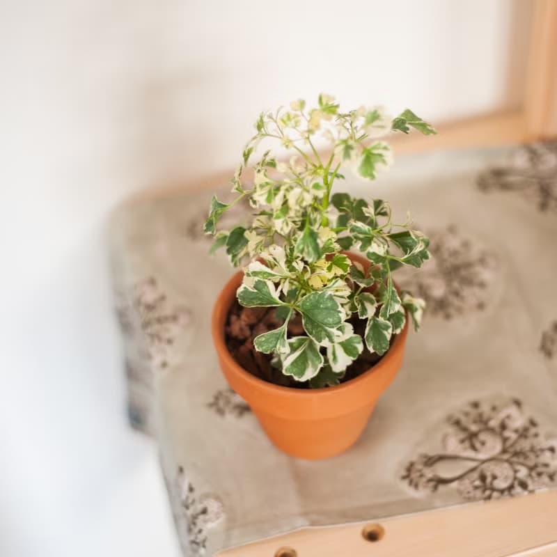 【辦公招財小盆栽】雪花福祿桐 | 新手植栽 | 辦公室盆栽