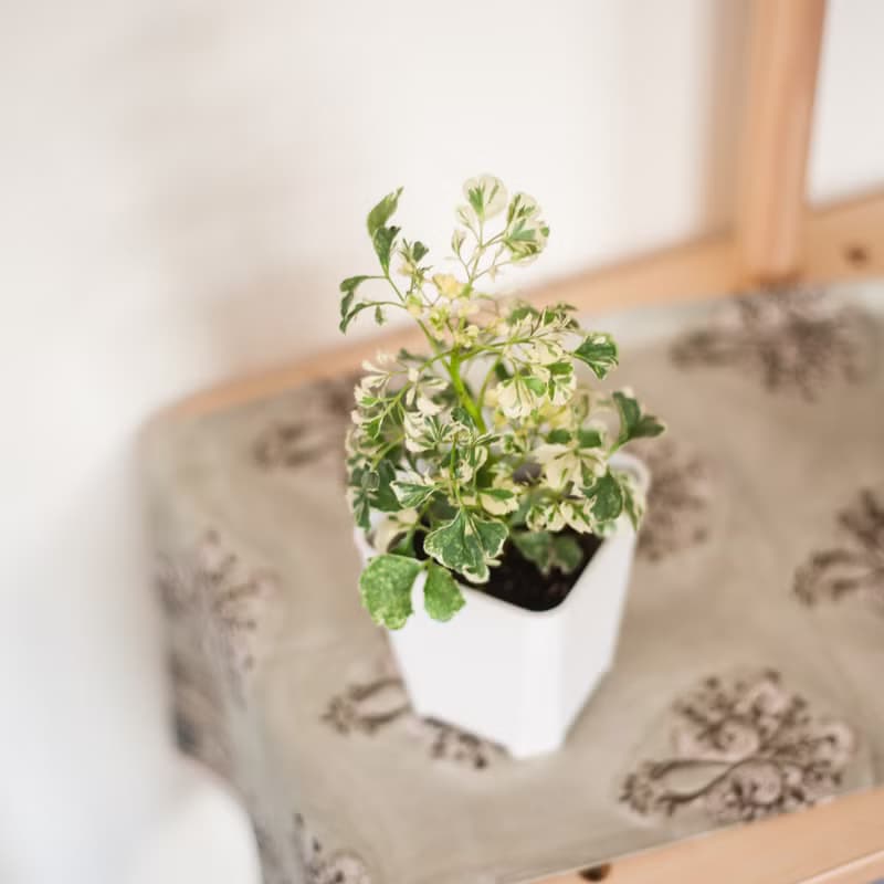 【辦公招財小盆栽】雪花福祿桐 | 新手植栽 | 辦公室盆栽