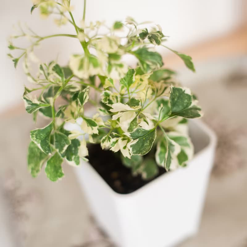 【辦公招財小盆栽】雪花福祿桐 | 新手植栽 | 辦公室盆栽