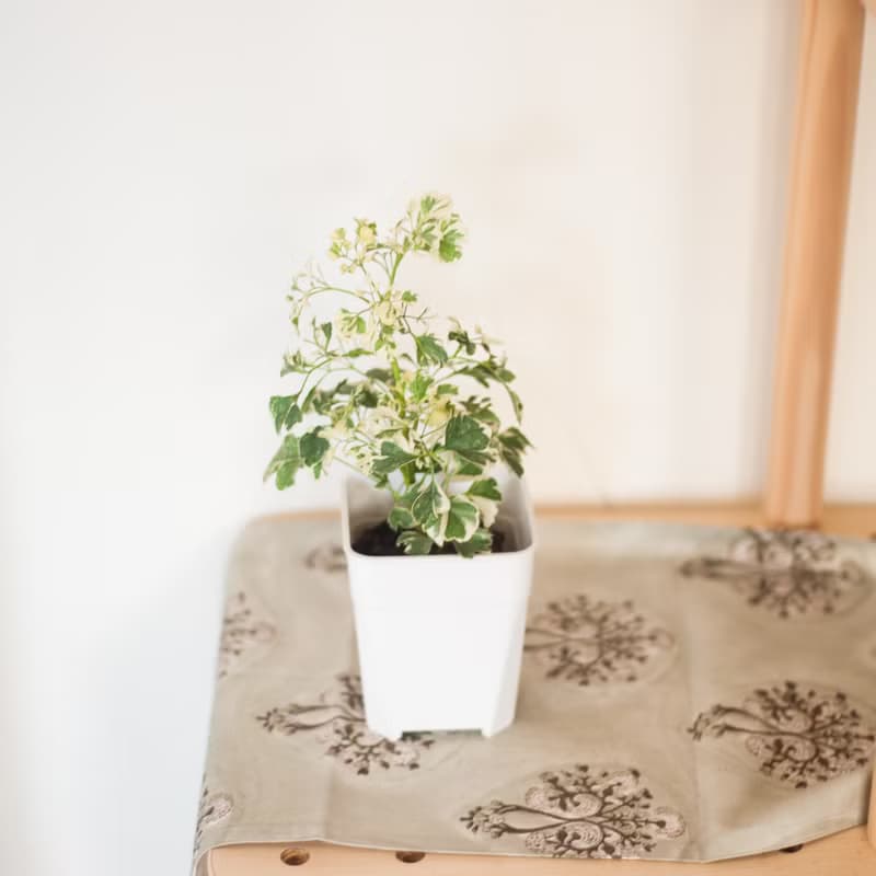 【辦公招財小盆栽】雪花福祿桐 | 新手植栽 | 辦公室盆栽
