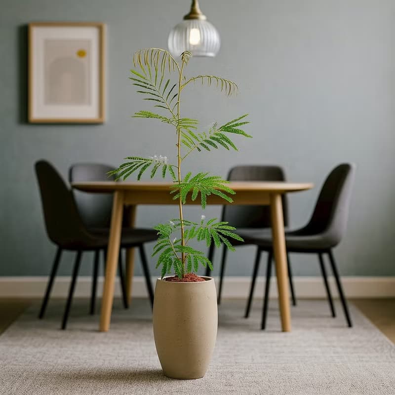 小豆樹水泥盆栽 拿鐵棕磨石子花盆 落地盆栽 大盆栽 開幕送禮