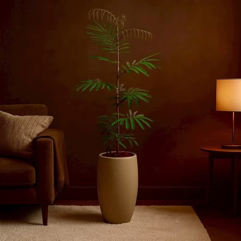 小豆樹水泥盆栽 拿鐵棕磨石子花盆 落地盆栽 大盆栽 開幕送禮