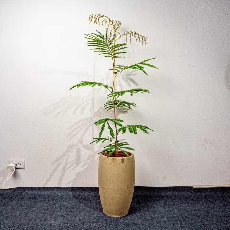 小豆樹水泥盆栽 拿鐵棕磨石子花盆 落地盆栽 大盆栽 開幕送禮