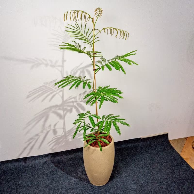 小豆樹水泥盆栽 拿鐵棕磨石子花盆 落地盆栽 大盆栽 開幕送禮