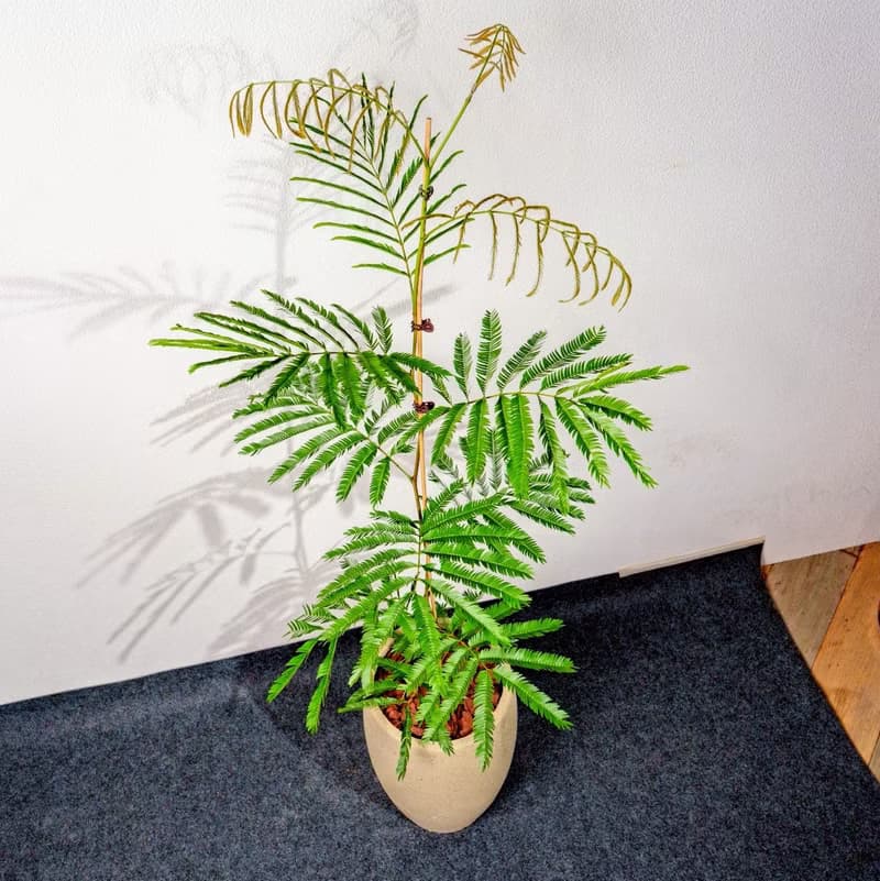 小豆樹水泥盆栽 拿鐵棕磨石子花盆 落地盆栽 大盆栽 開幕送禮