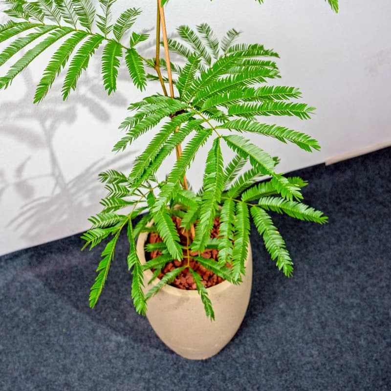 小豆樹水泥盆栽 拿鐵棕磨石子花盆 落地盆栽 大盆栽 開幕送禮