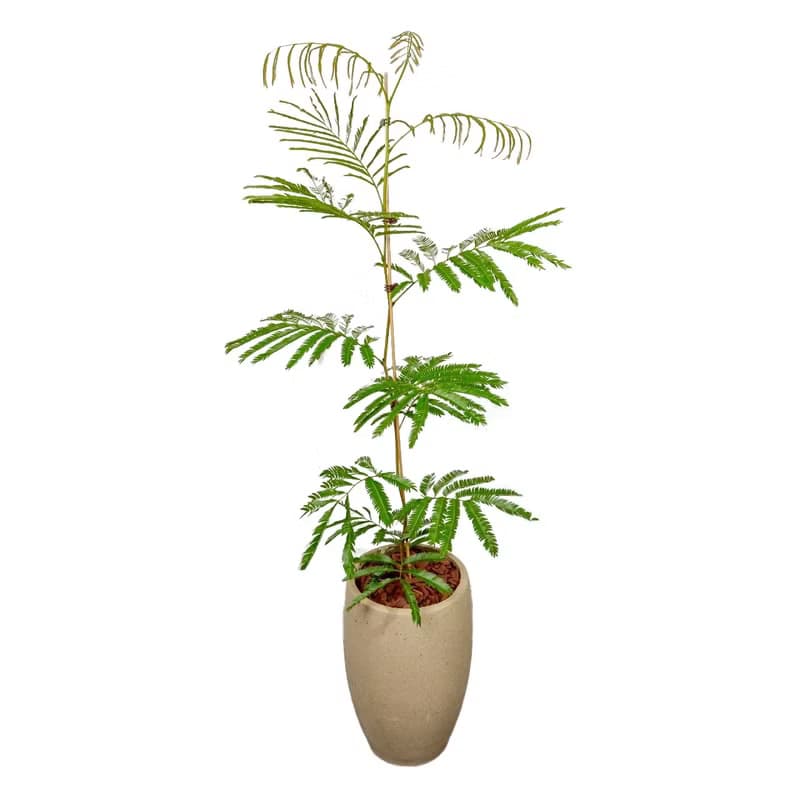 小豆樹水泥盆栽 拿鐵棕磨石子花盆 落地盆栽 大盆栽 開幕送禮