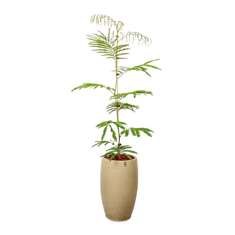 小豆樹水泥盆栽 拿鐵棕磨石子花盆 落地盆栽 大盆栽 開幕送禮