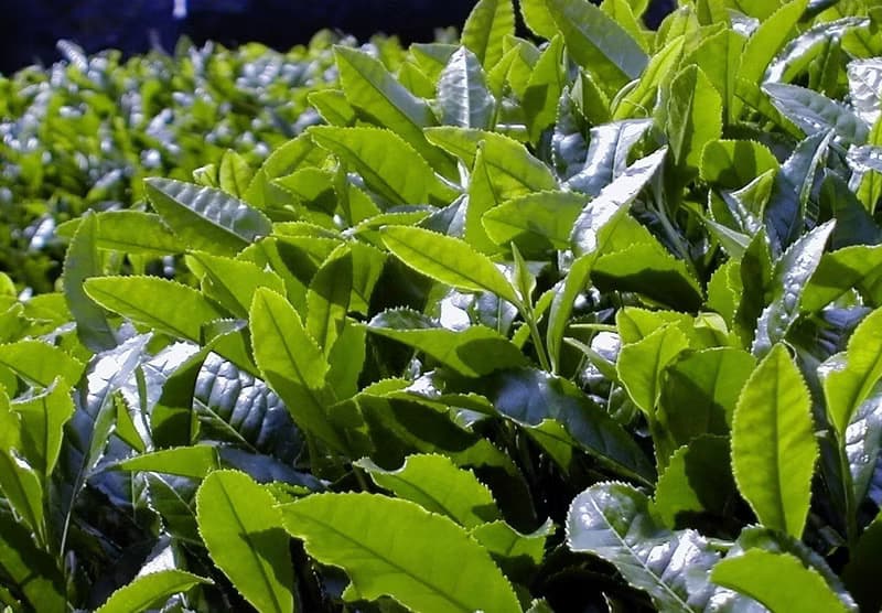 抹茶 100g 【碧-heki】抹茶パウダー 京都きよ泉