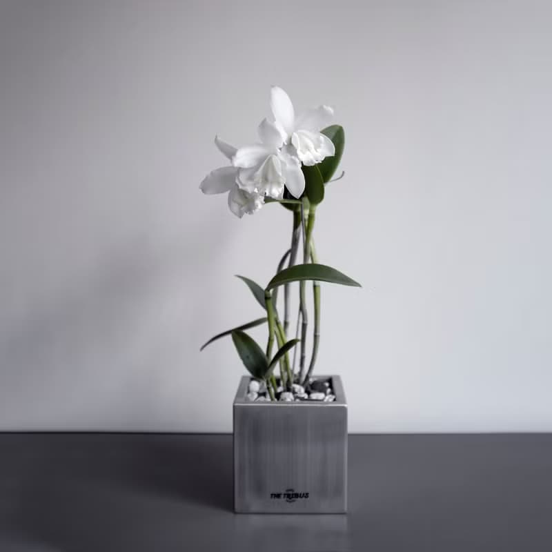 【IRON BOX 不鏽鋼方盆栽 】