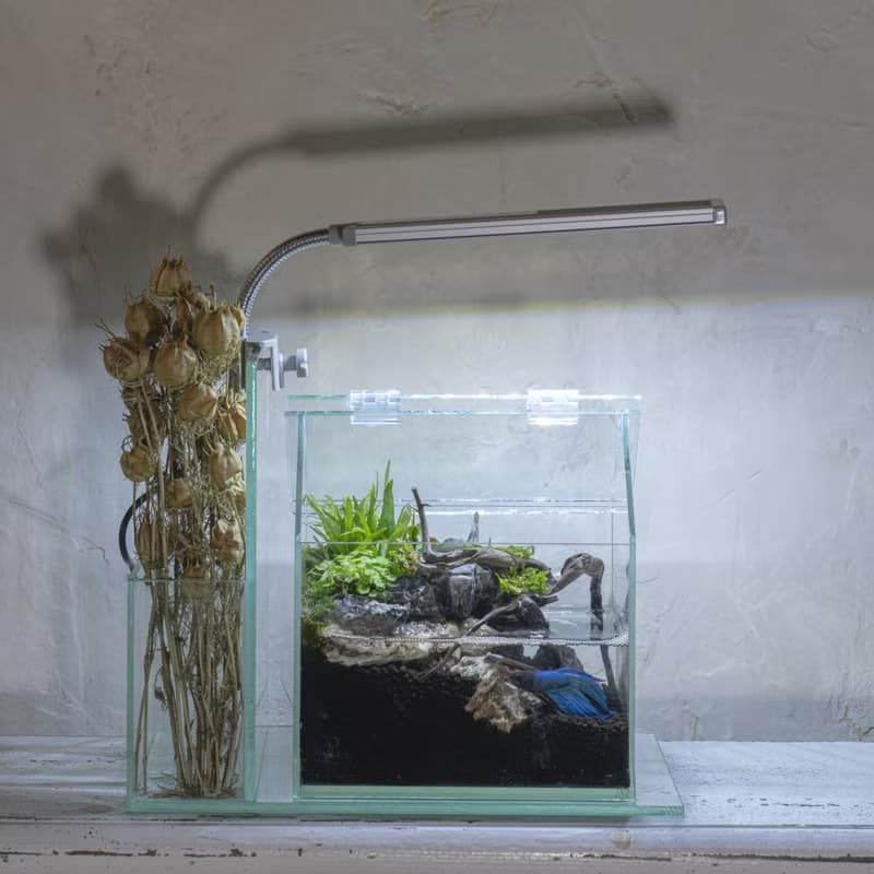 靜謐水陸生態缸 | 禮物 懶人