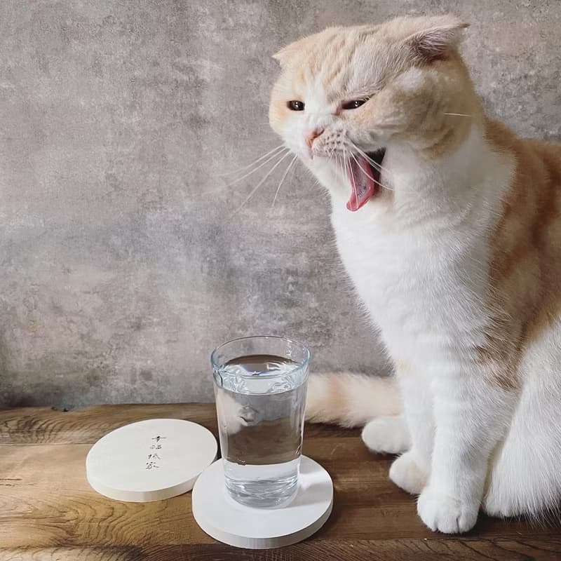 【快速出貨】幸福抵家 | 書法手寫字  硅藻土抗菌吸水杯墊 結婚