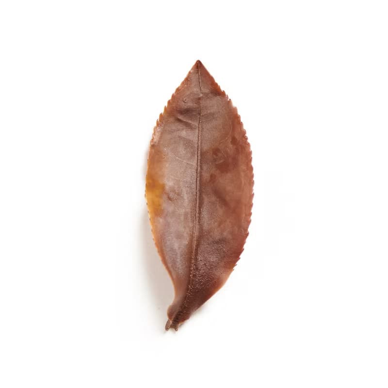 【得獎3星茶品】羽曦堂-東方美人(蜜香白毫烏龍茶)