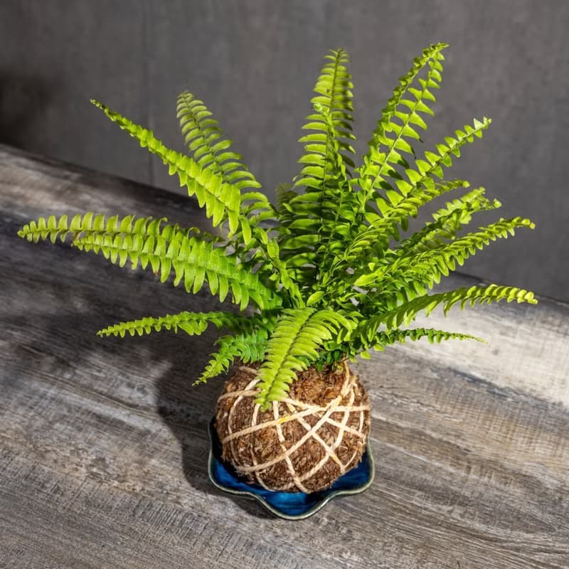 波士頓蕨苔球 苔球植物 苔玉 適合室內植物 辦公室植物