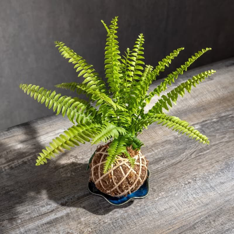 波士頓蕨苔球 苔球植物 苔玉 適合室內植物 辦公室植物