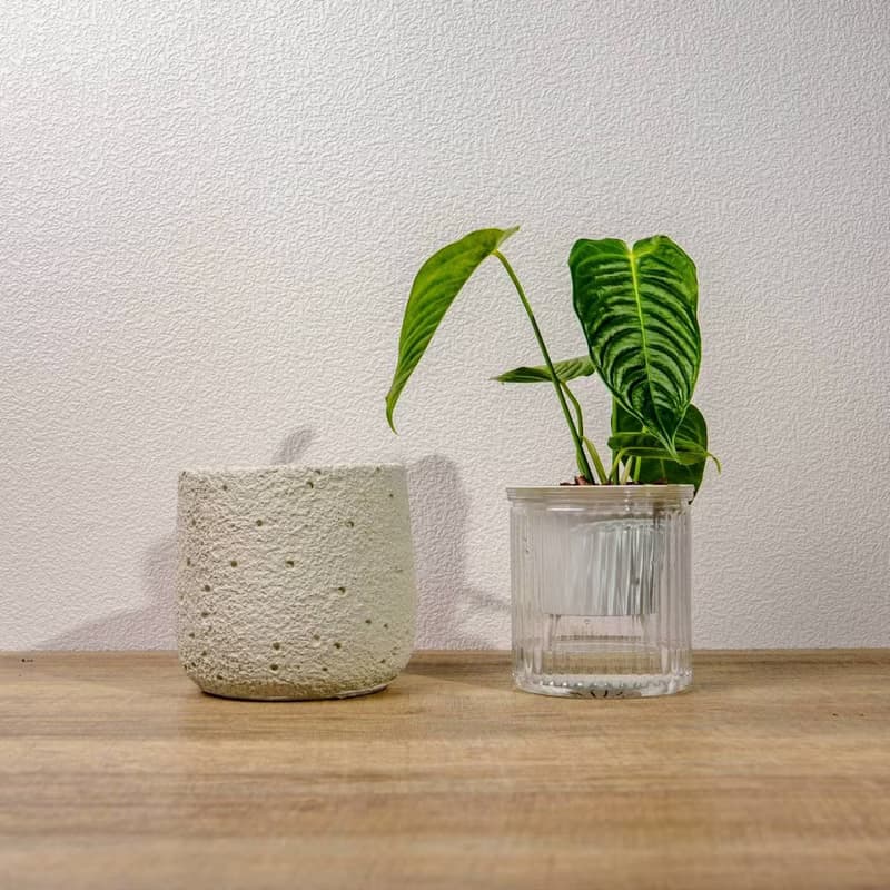 火鶴之王懶人盆栽加圓點白小水泥盆 套盆 開幕盆栽推薦 桌上盆