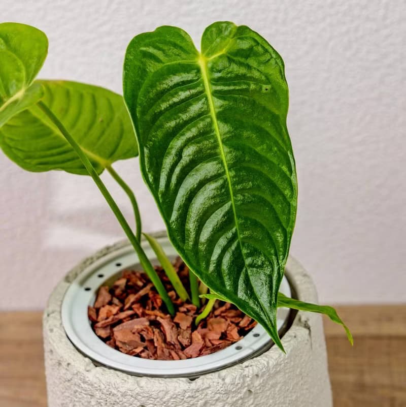 火鶴之王懶人盆栽加圓點白小水泥盆 套盆 開幕盆栽推薦 桌上盆