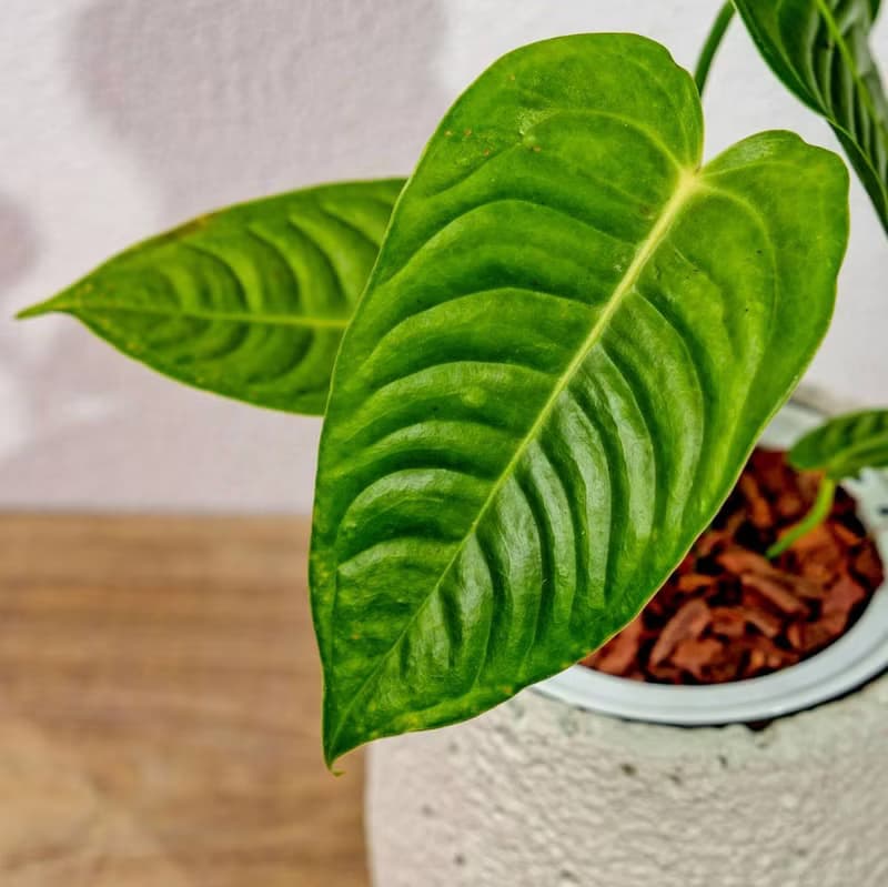 火鶴之王懶人盆栽加圓點白小水泥盆 套盆 開幕盆栽推薦 桌上盆