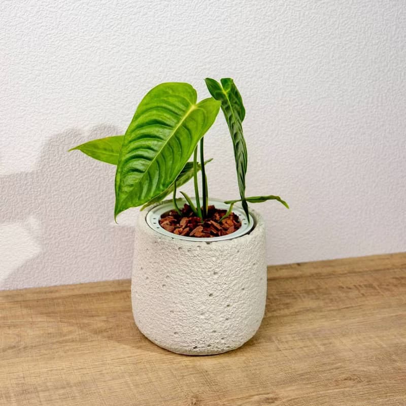 火鶴之王懶人盆栽加圓點白小水泥盆 套盆 開幕盆栽推薦 桌上盆