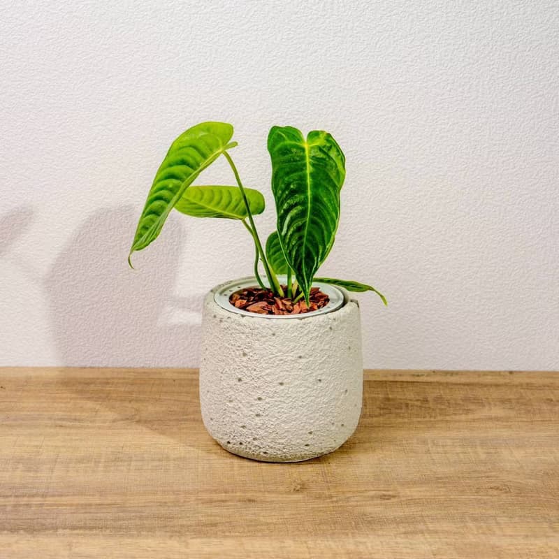 火鶴之王懶人盆栽加圓點白小水泥盆 套盆 開幕盆栽推薦 桌上盆