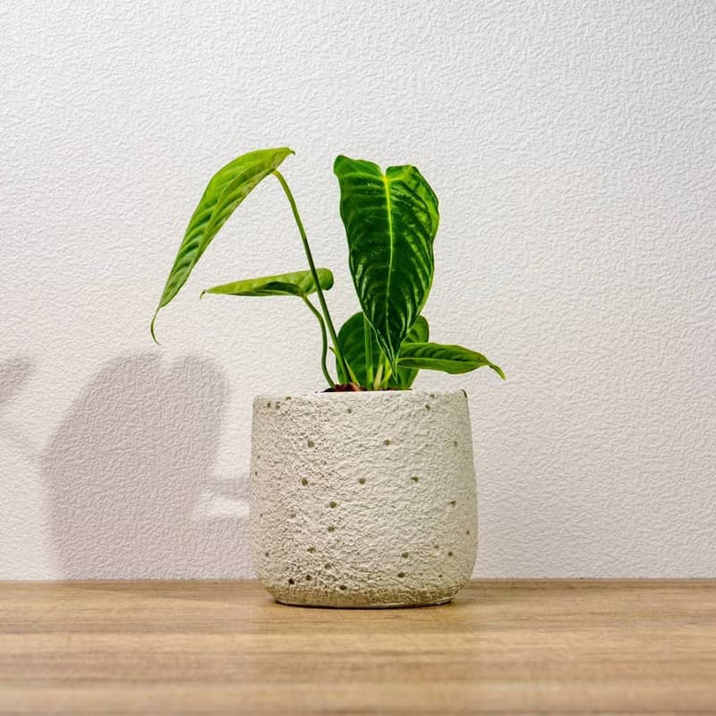 火鶴之王懶人盆栽加圓點白小水泥盆 套盆 開幕盆栽推薦 桌上盆