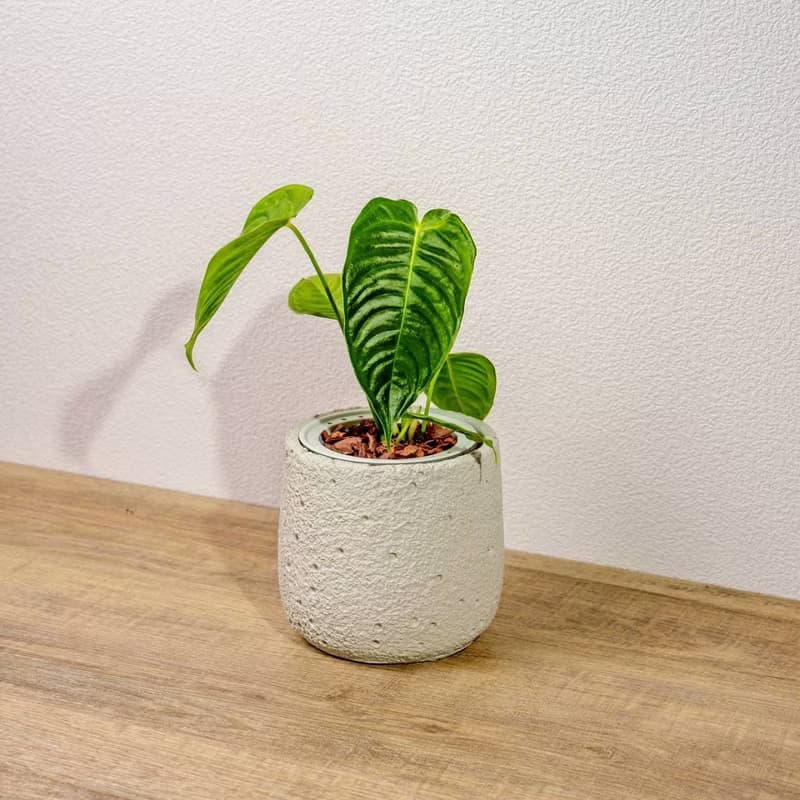 火鶴之王懶人盆栽加圓點白小水泥盆 套盆 開幕盆栽推薦 桌上盆