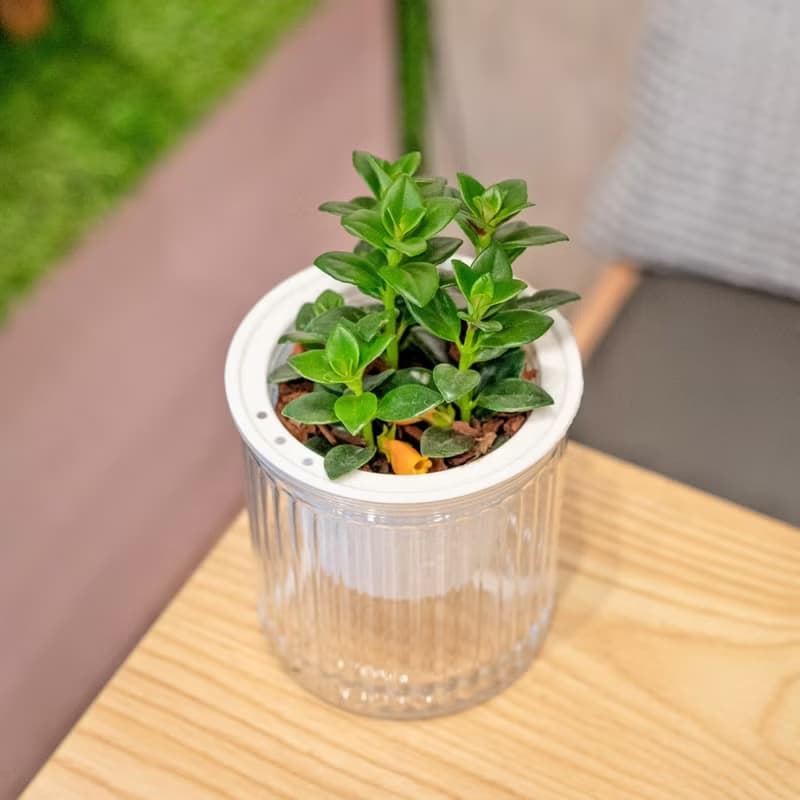 金魚花 免澆水盆栽 室內植物 觀葉植物  禮物 辦公室小物