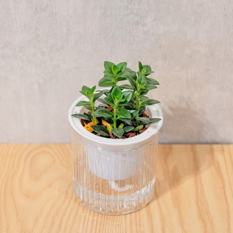 金魚花 免澆水盆栽 室內植物 觀葉植物  禮物 辦公室小物