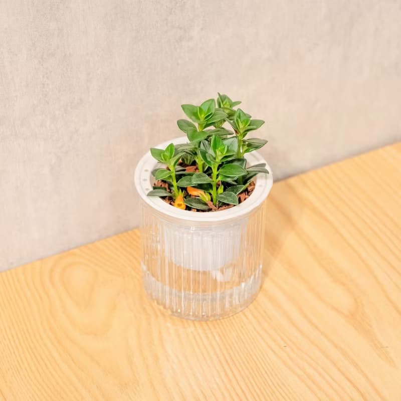 金魚花 免澆水盆栽 室內植物 觀葉植物  禮物 辦公室小物