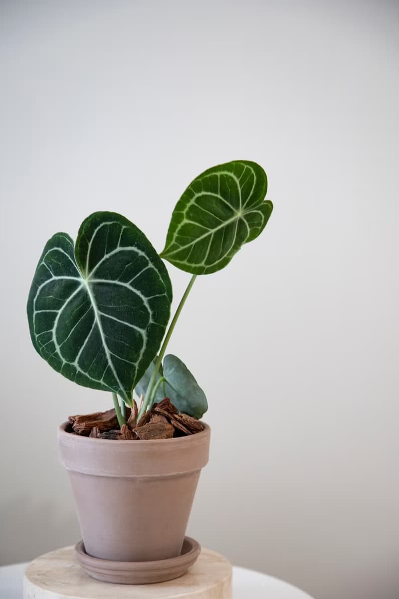 【室內盆栽】圓葉花燭 (小)觀葉植物 開幕盆栽 盆栽 開幕送禮