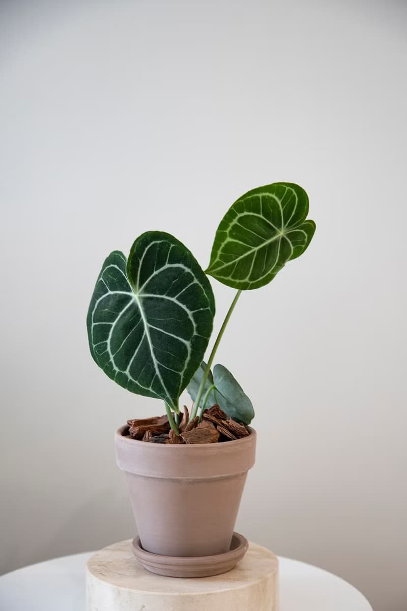 【室內盆栽】圓葉花燭 (小)觀葉植物 開幕盆栽 盆栽 開幕送禮