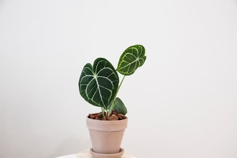 【室內盆栽】圓葉花燭 (小)觀葉植物 開幕盆栽 盆栽 開幕送禮