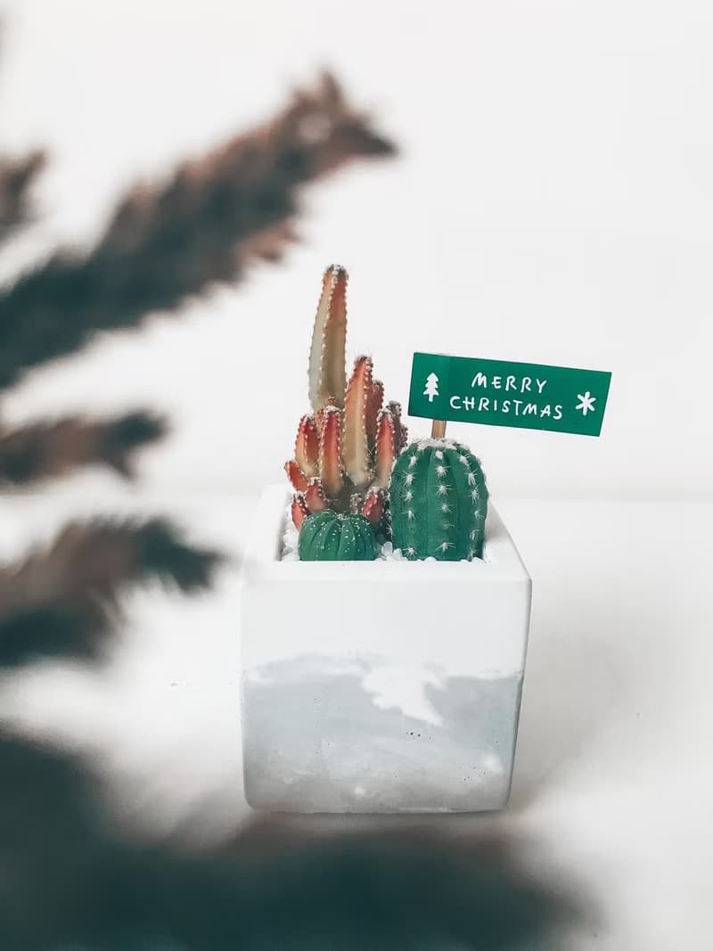方形植物園.仙人掌盆栽.水泥盆栽.生日禮物