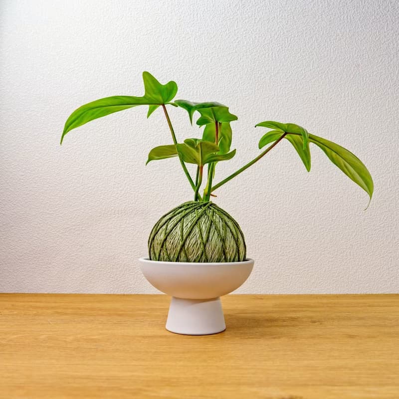 苔球植物 龍爪蔓綠絨墨綠苔球加磨砂高腳缽 苔球 苔玉 禮物 送禮