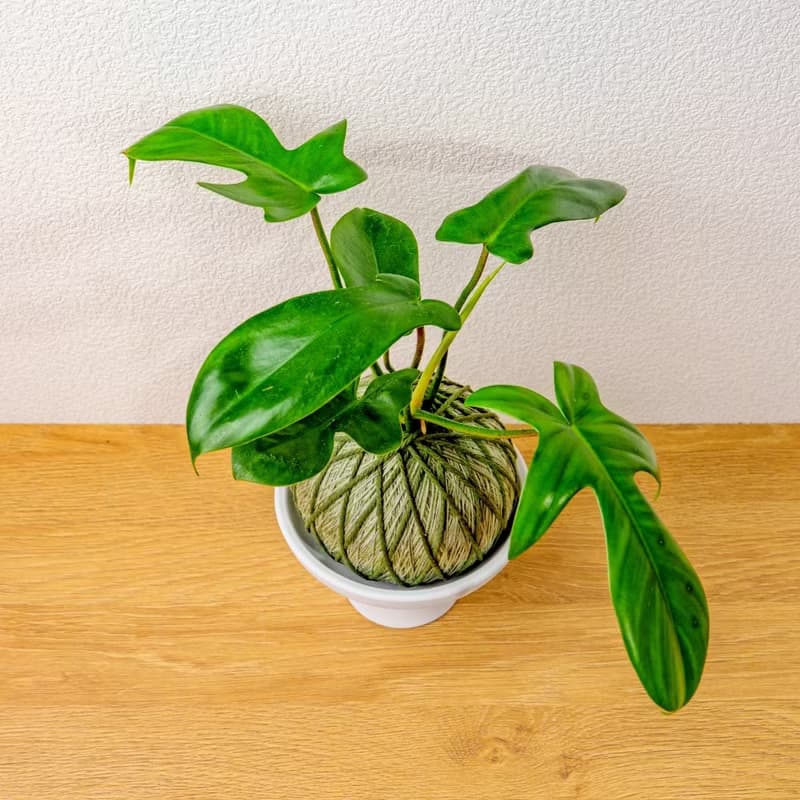 苔球植物 龍爪蔓綠絨墨綠苔球加磨砂高腳缽 苔球 苔玉 禮物 送禮