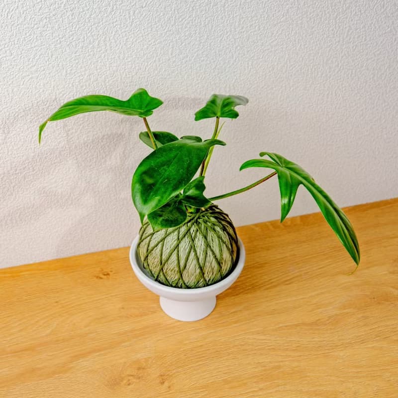 苔球植物 龍爪蔓綠絨墨綠苔球加磨砂高腳缽 苔球 苔玉 禮物 送禮