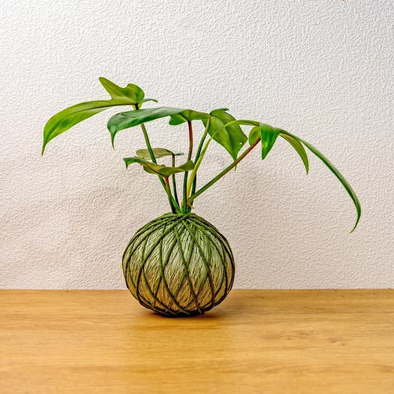苔球植物 龍爪蔓綠絨墨綠苔球加磨砂高腳缽 苔球 苔玉 禮物 送禮