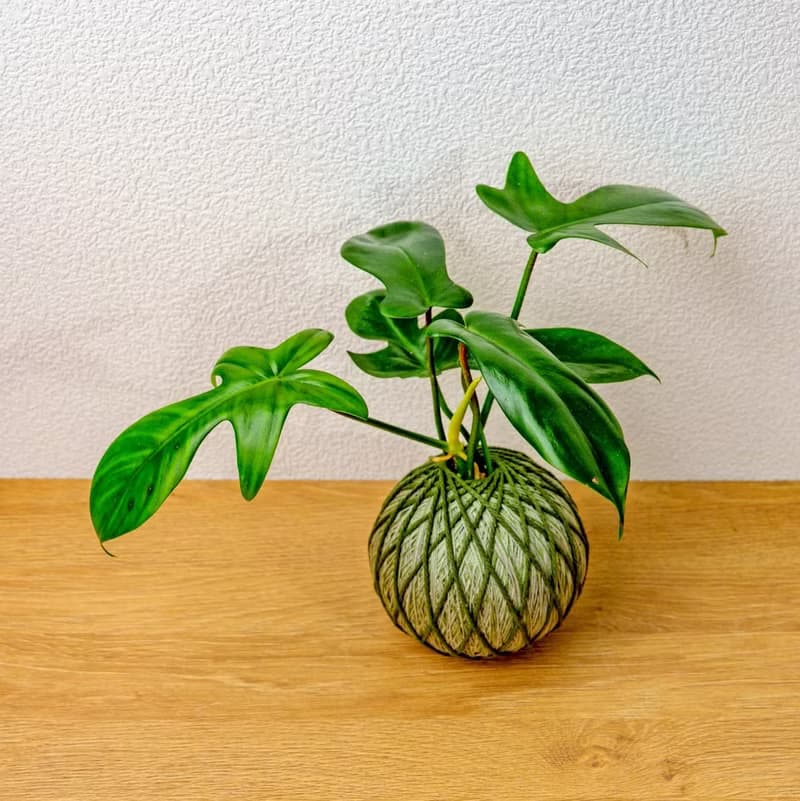 苔球植物 龍爪蔓綠絨墨綠苔球加磨砂高腳缽 苔球 苔玉 禮物 送禮