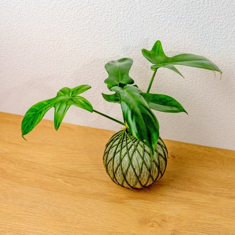 苔球植物 龍爪蔓綠絨墨綠苔球加磨砂高腳缽 苔球 苔玉 禮物 送禮