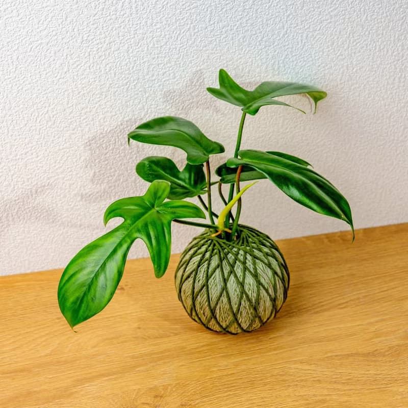 苔球植物 龍爪蔓綠絨墨綠苔球加磨砂高腳缽 苔球 苔玉 禮物 送禮