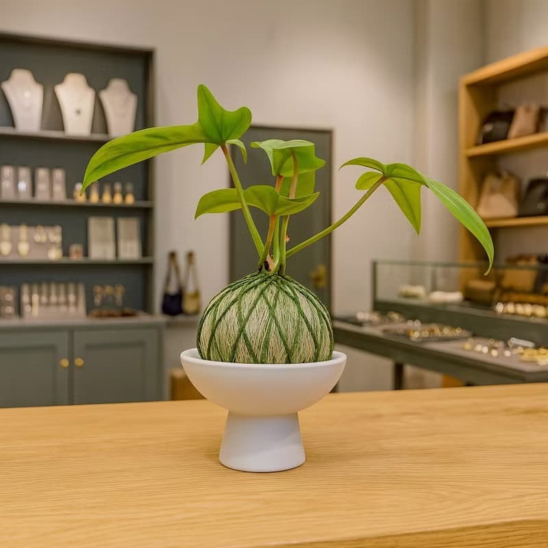 苔球植物 龍爪蔓綠絨墨綠苔球加磨砂高腳缽 苔球 苔玉 禮物 送禮