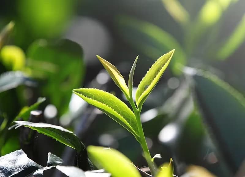 【體驗】【證照班】茶葉品評二級 (高雄班)