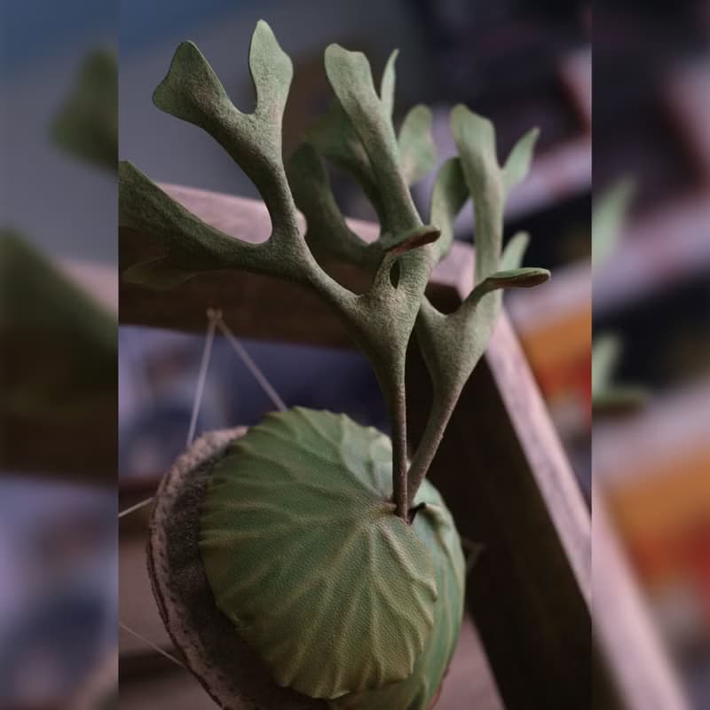 P. ridleyi 亞洲猴腦 鹿角蕨 皮革工藝