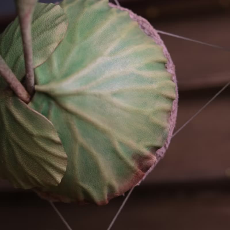 P. ridleyi 亞洲猴腦 鹿角蕨 皮革工藝